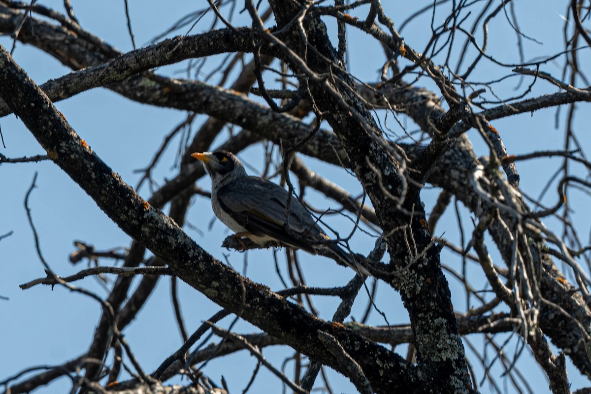 Noisy Miner - ML642835429