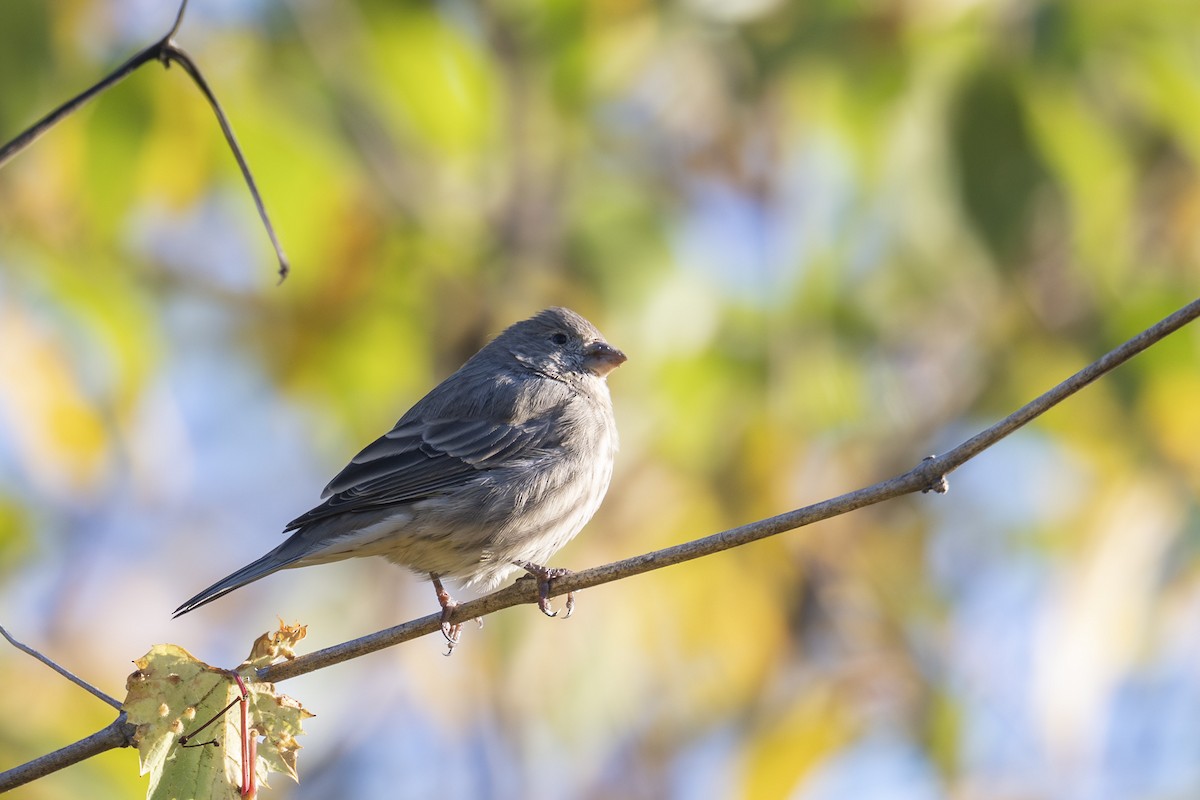 House Finch - ML642835431