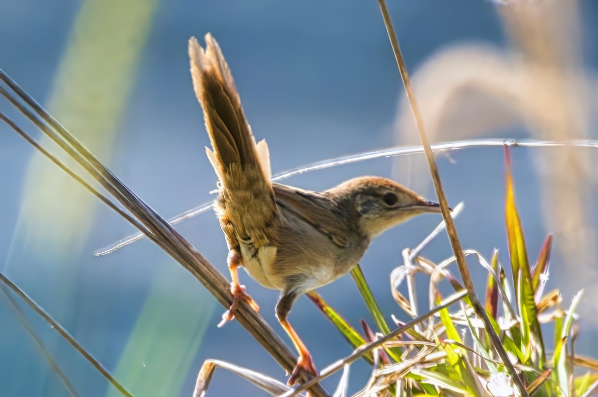 Tawny Grassbird - ML642835432