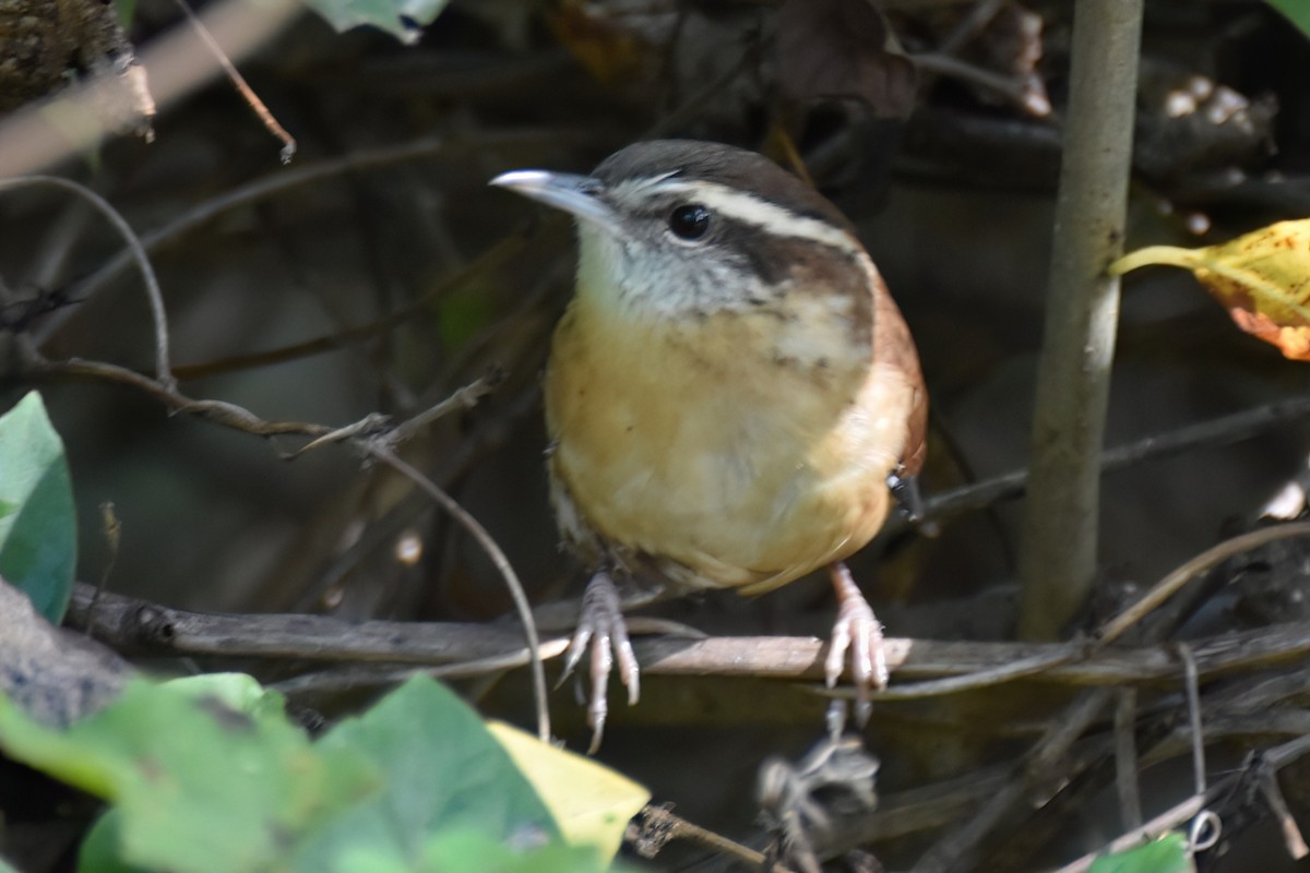 Carolina Wren - ML642835435