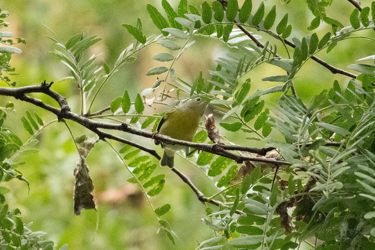 Nashville Warbler - ML642835442