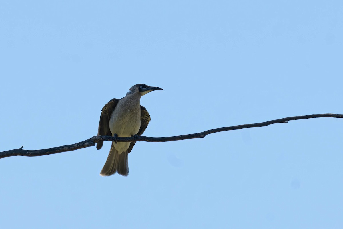 Little Friarbird - ML642835444