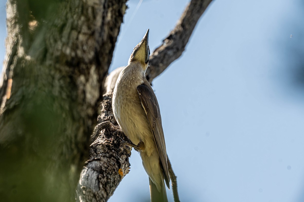 Little Friarbird - ML642835445