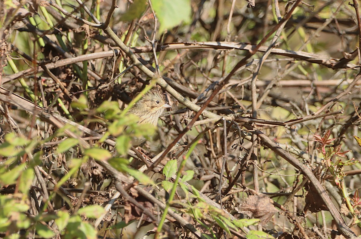 Lincoln's Sparrow - ML642835447