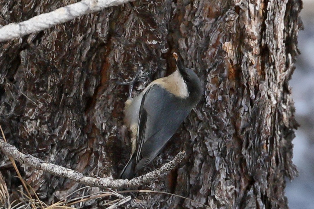 Pygmy Nuthatch - ML642835448