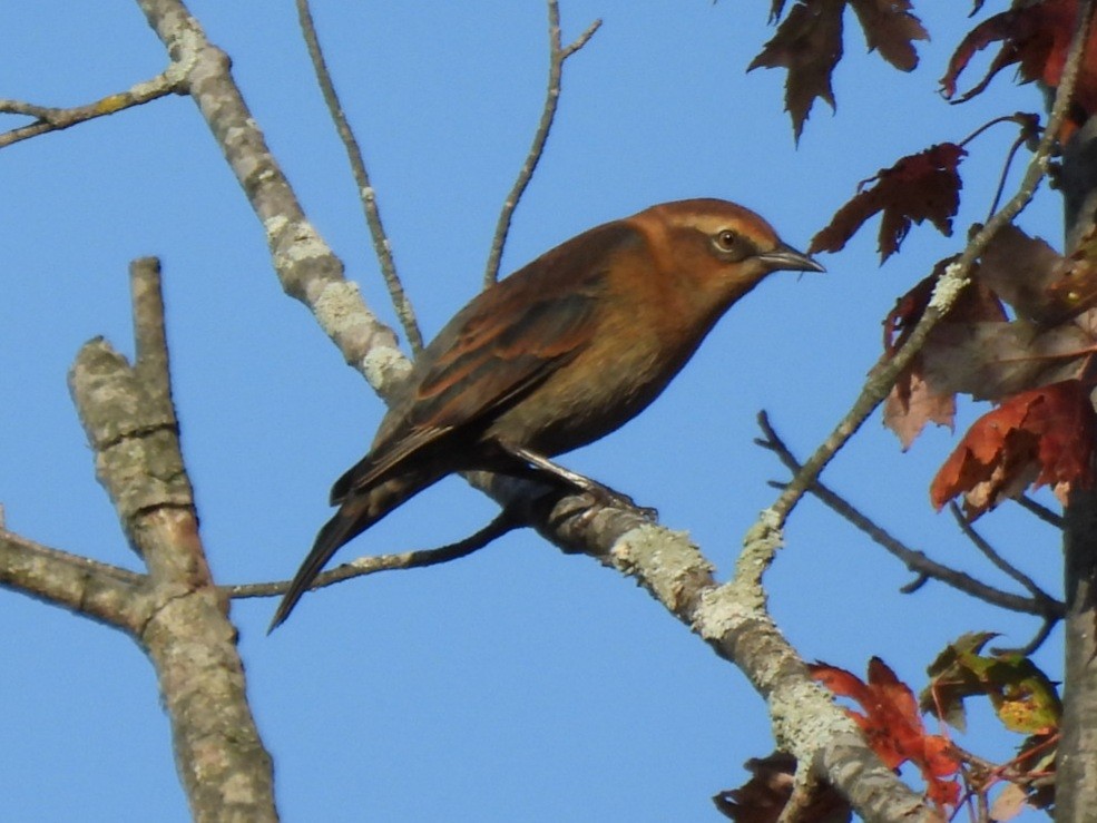Rusty Blackbird - ML642835449