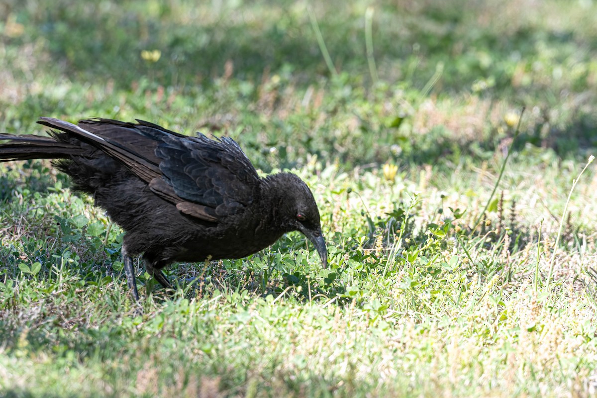White-winged Chough - ML642835455