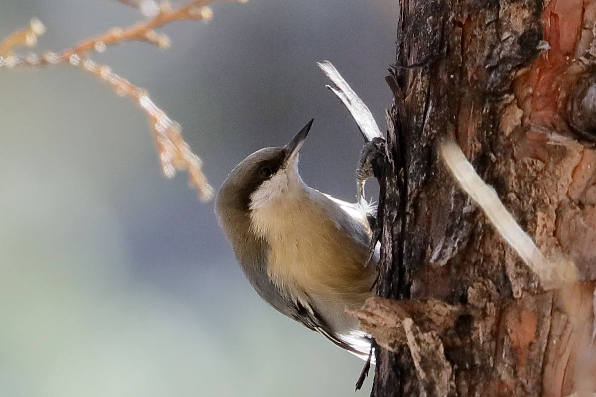 Pygmy Nuthatch - ML642835456