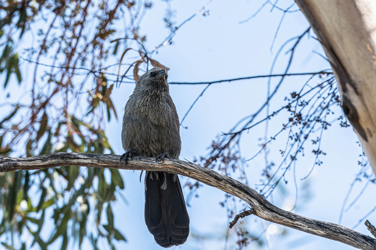 Apostlebird - ML642835459