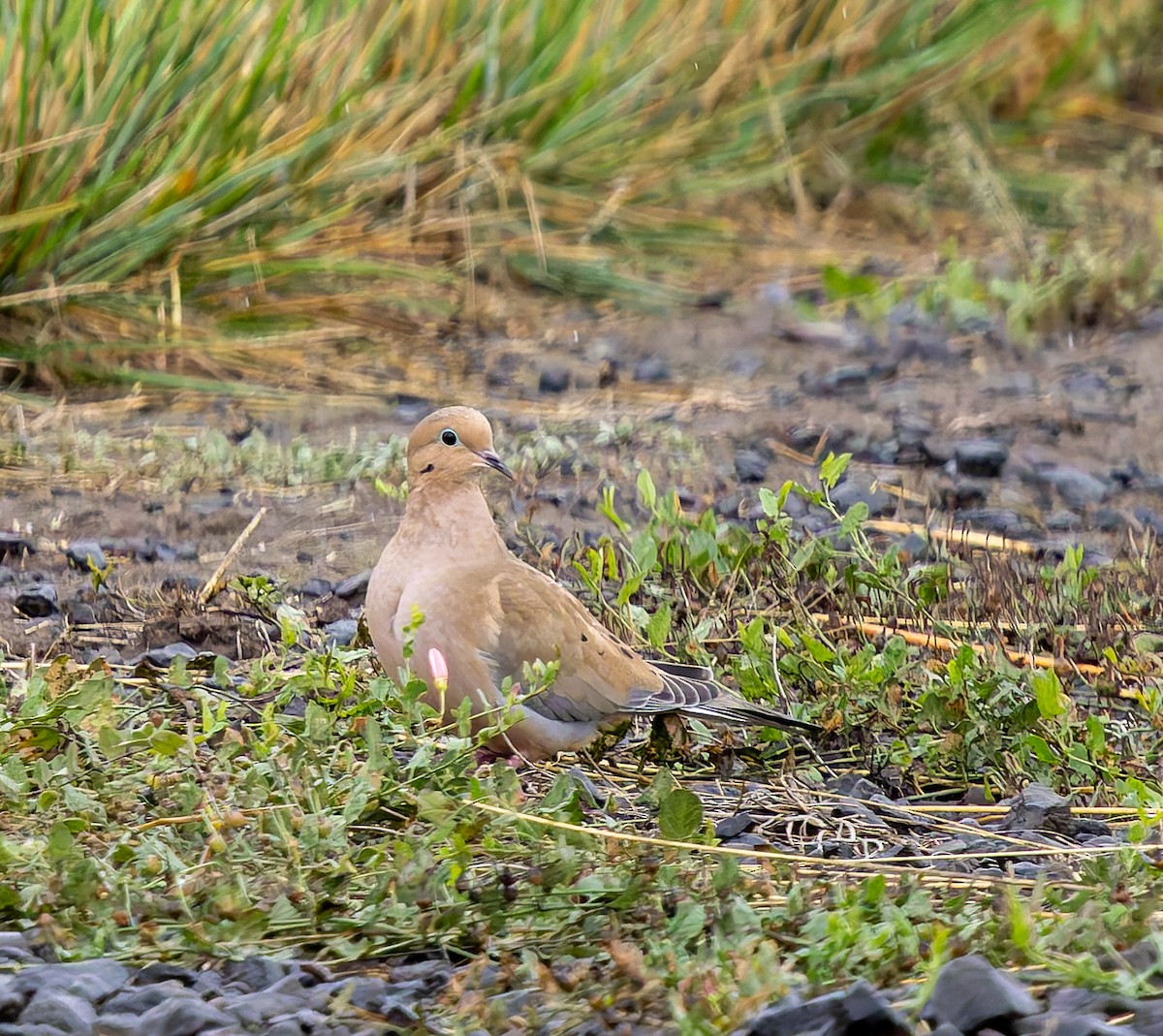 Mourning Dove - ML642835462
