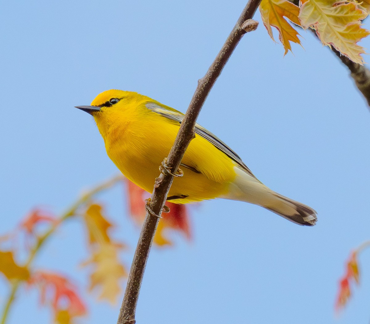 blåvingeparula - ML642835470