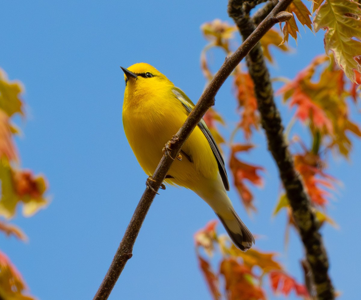blåvingeparula - ML642835478