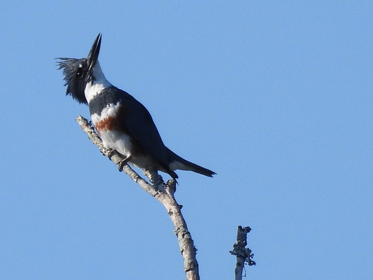 Belted Kingfisher - ML642835493