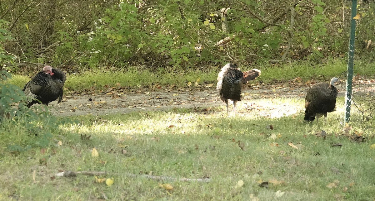 Wild Turkey - ML642835498