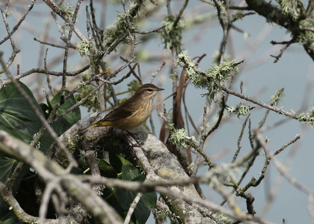 Palm Warbler - ML642835501