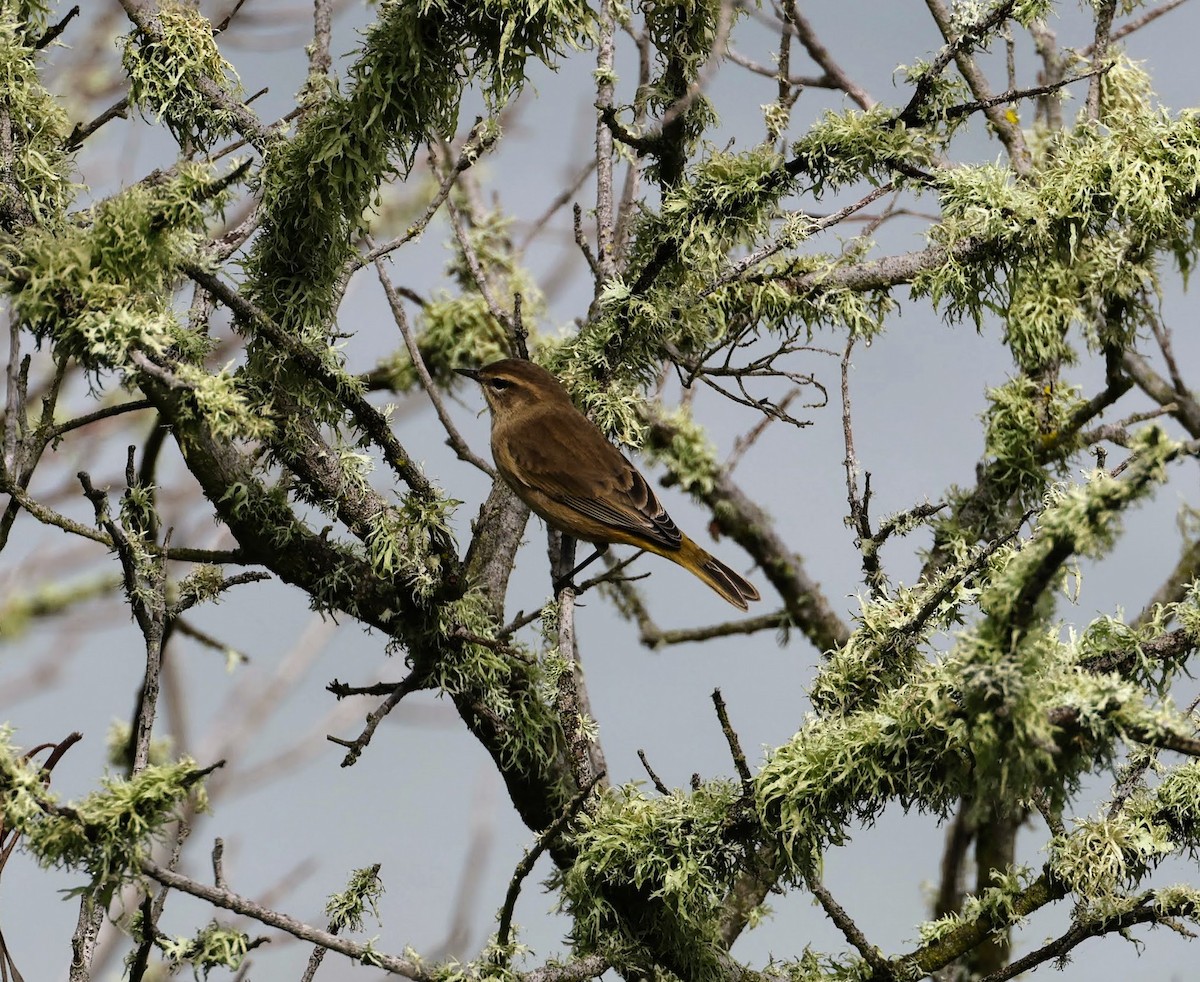 Palm Warbler - ML642835505