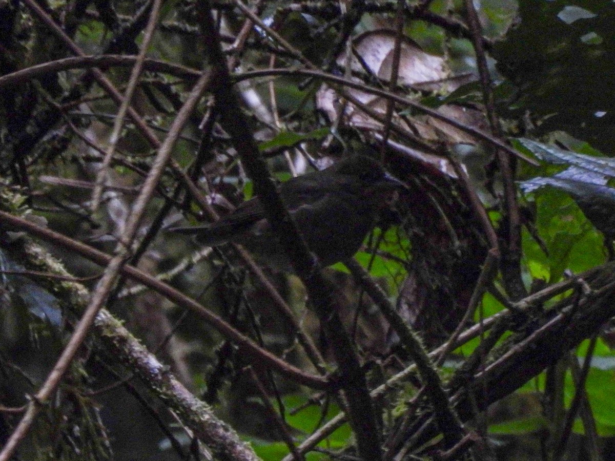 Slaty Finch - ML642835518