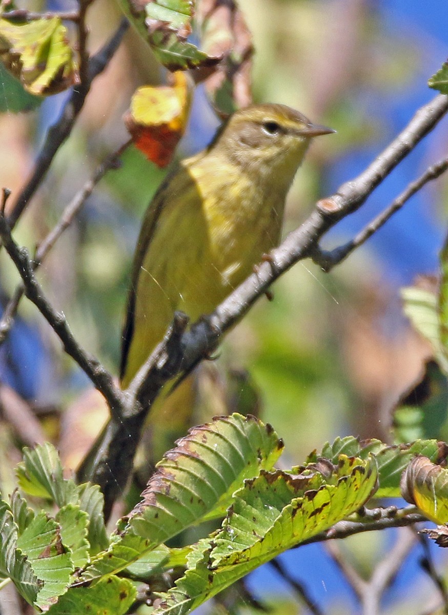 Palm Warbler - ML642835539