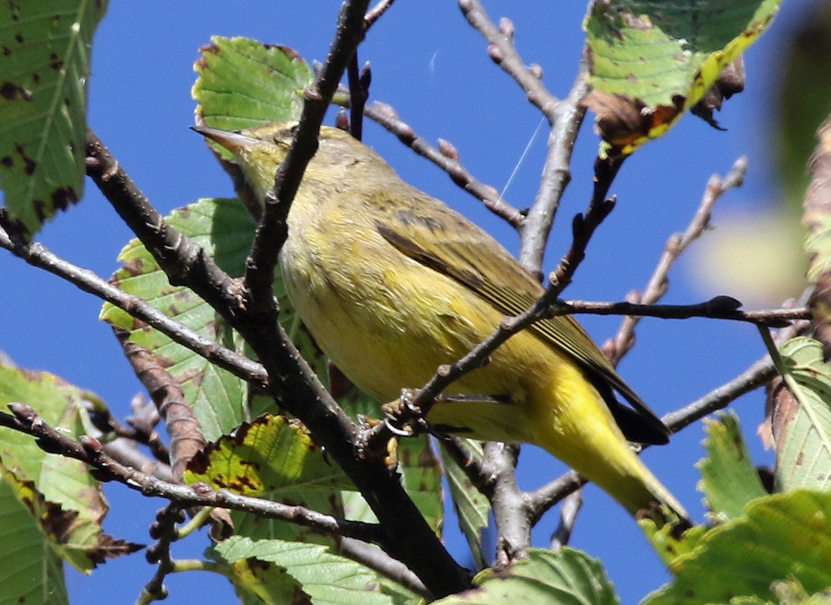 Palm Warbler - ML642835540