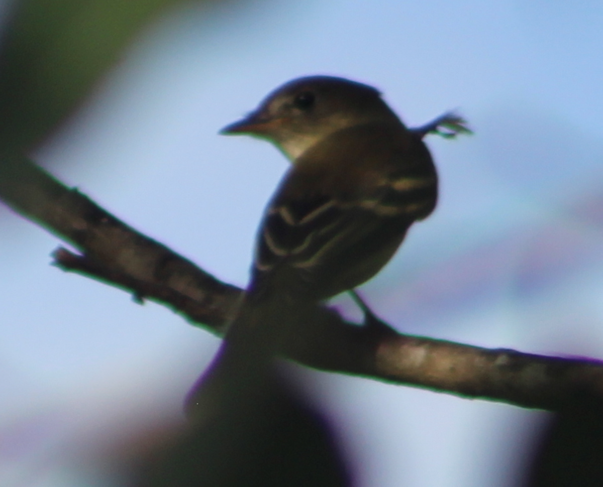 Alder Flycatcher - ML642835555