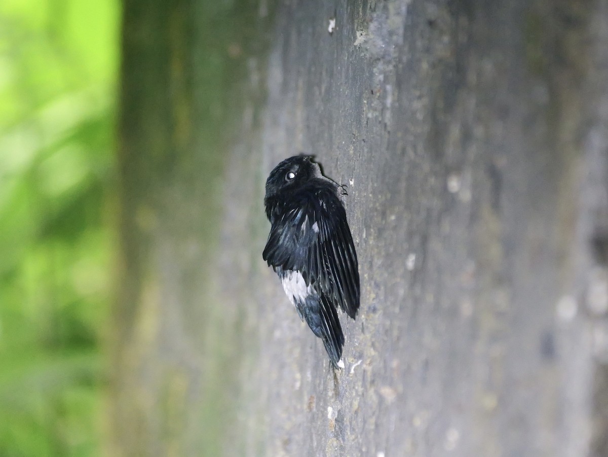 Satin Swiftlet - ML642835559