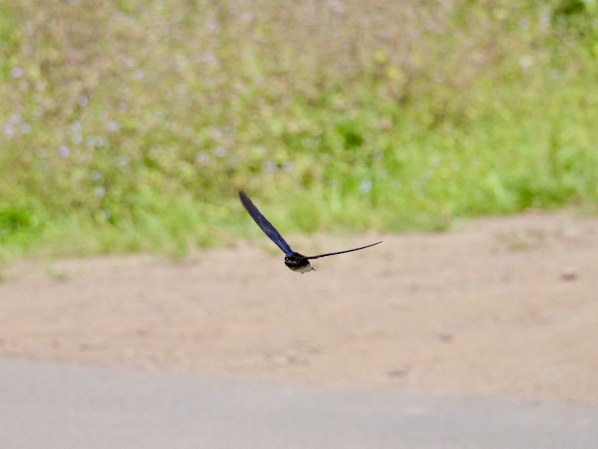 Satin Swiftlet - ML642835560