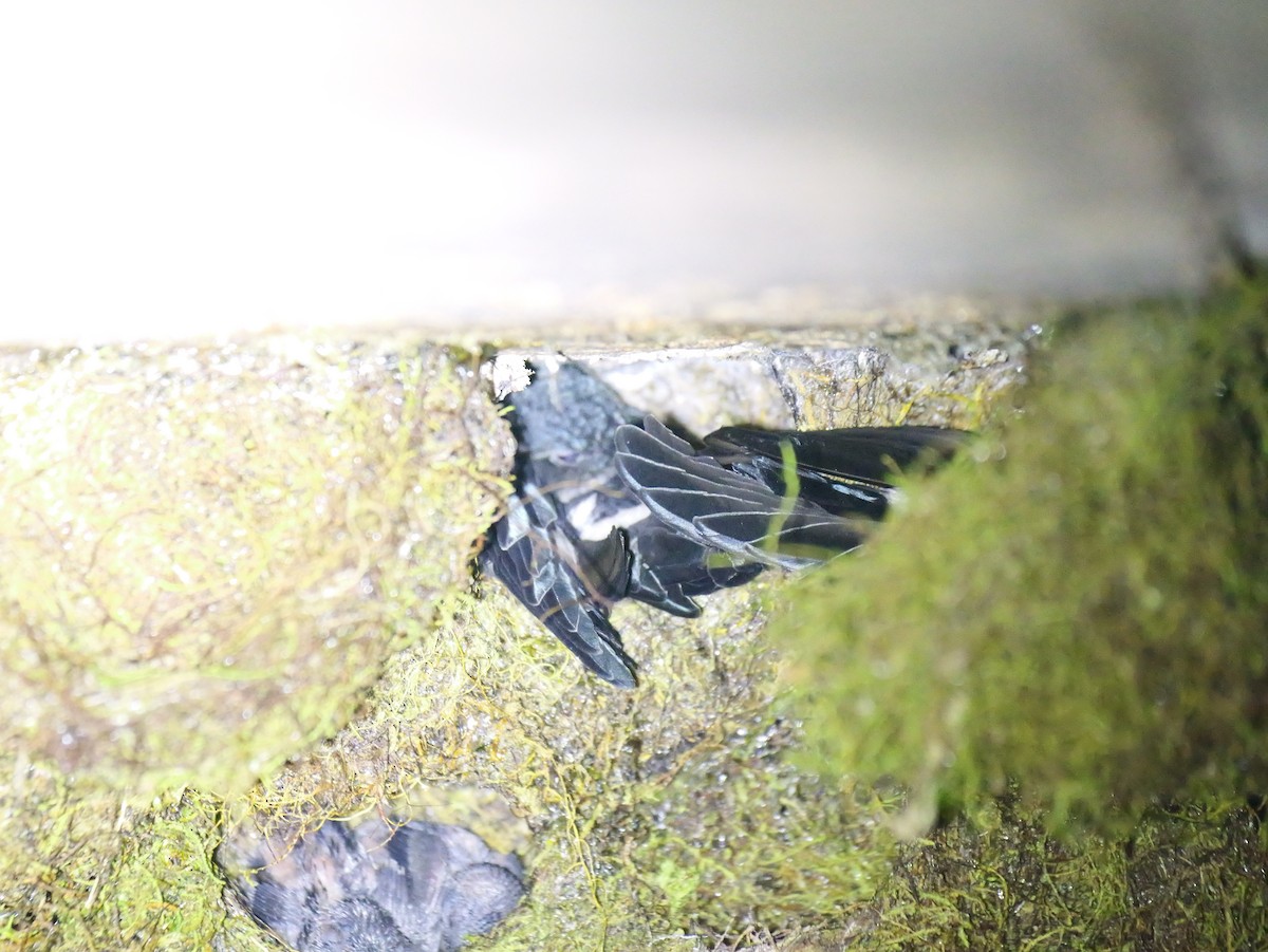 Satin Swiftlet - ML642835561