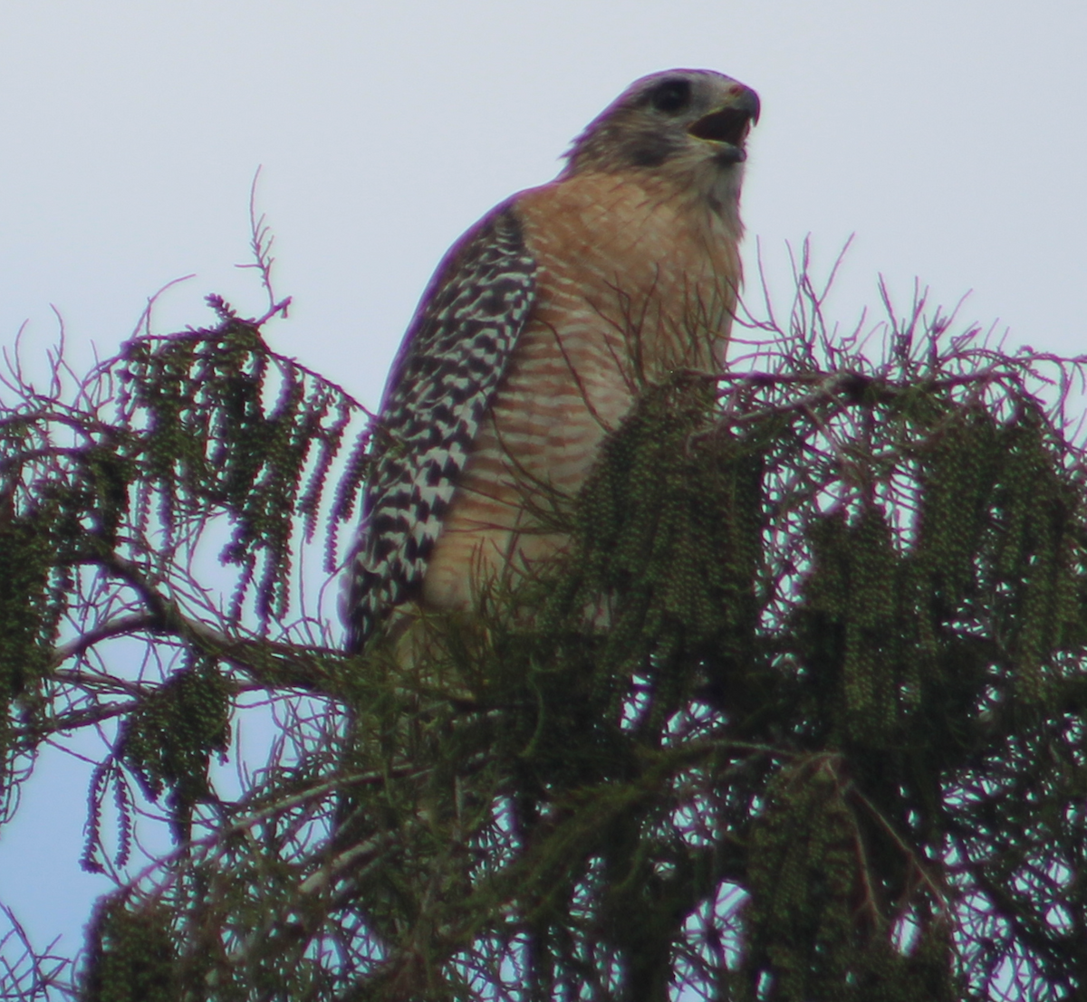 Red-shouldered Hawk - ML642835577
