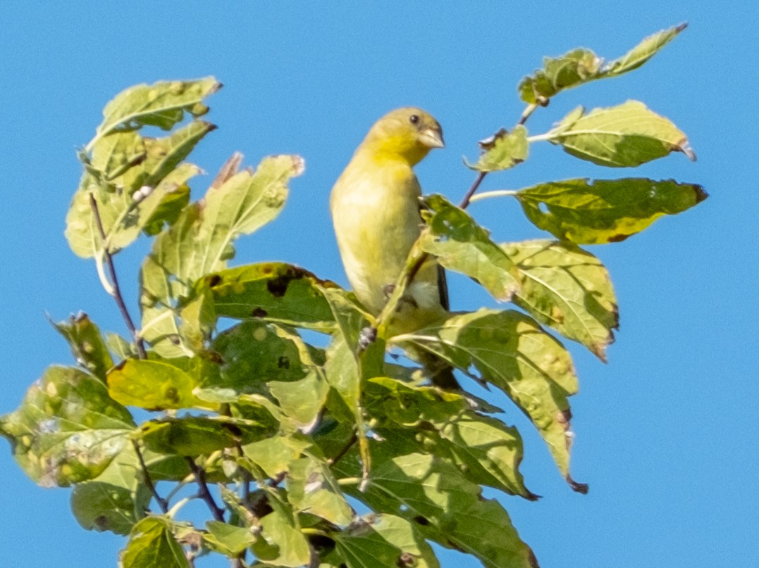 Lesser Goldfinch - ML642835580