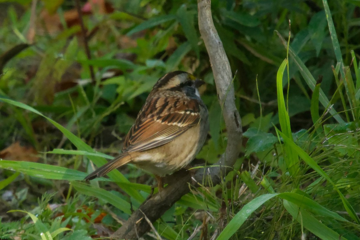 White-throated Sparrow - ML642835603