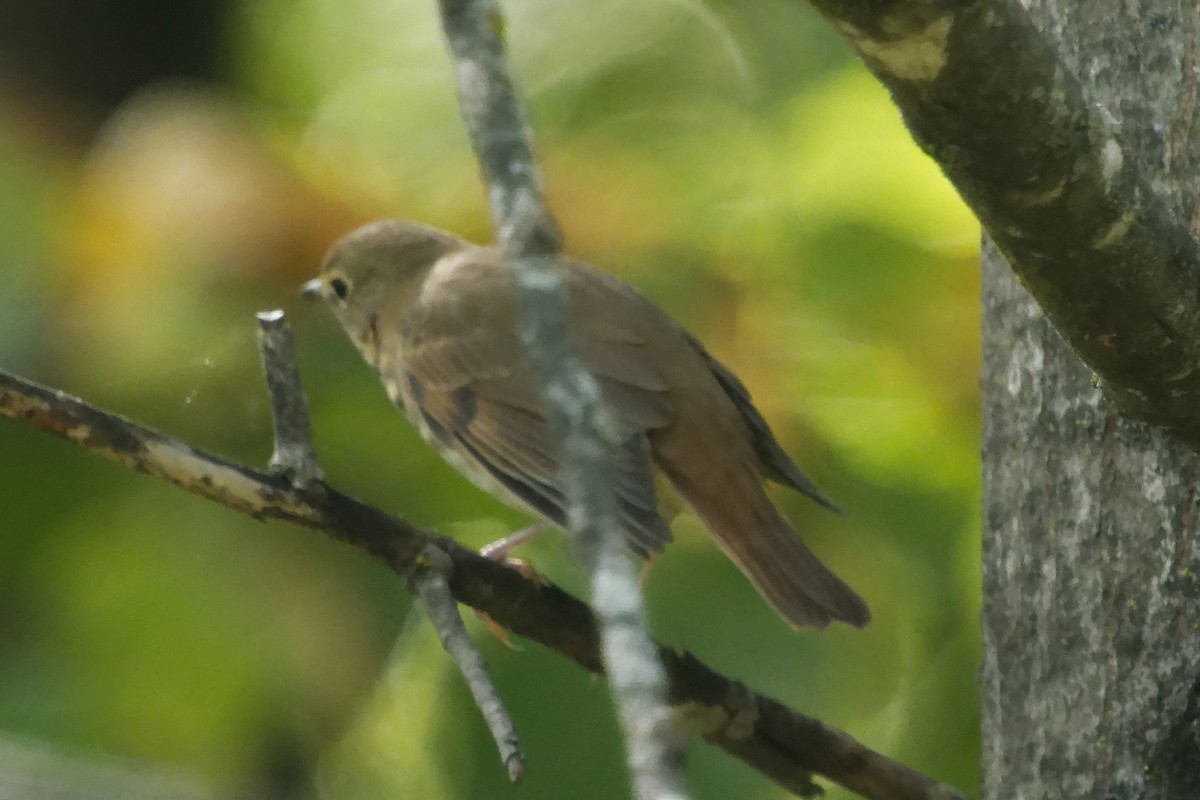 Swainson's Thrush - ML642835614