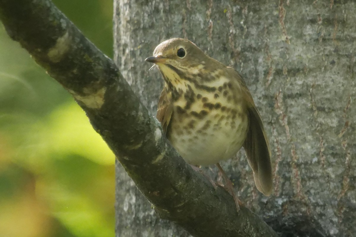 Swainson's Thrush - ML642835620