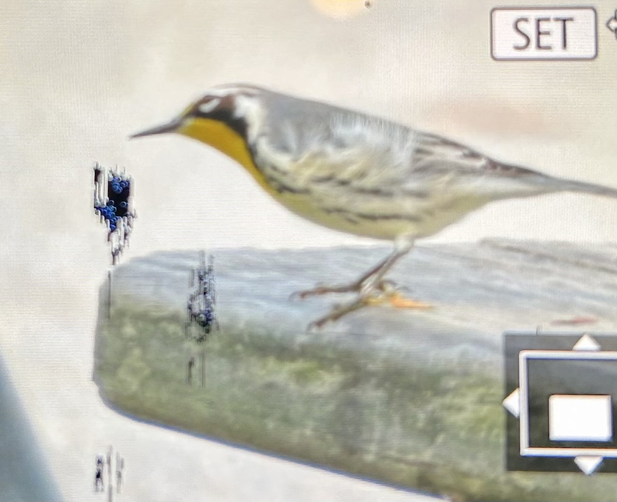 Yellow-throated Warbler - ML642835621