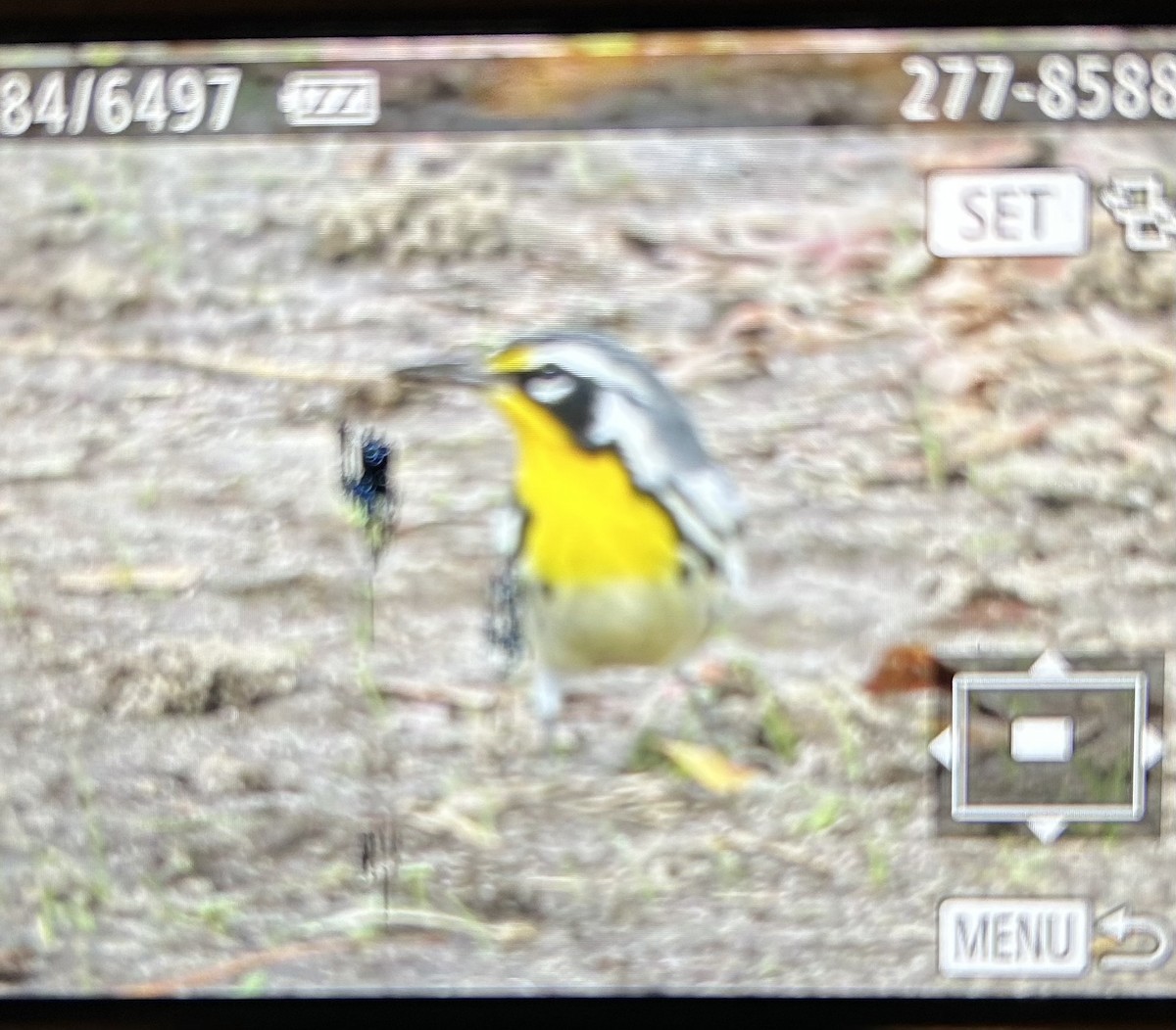 Yellow-throated Warbler - ML642835622