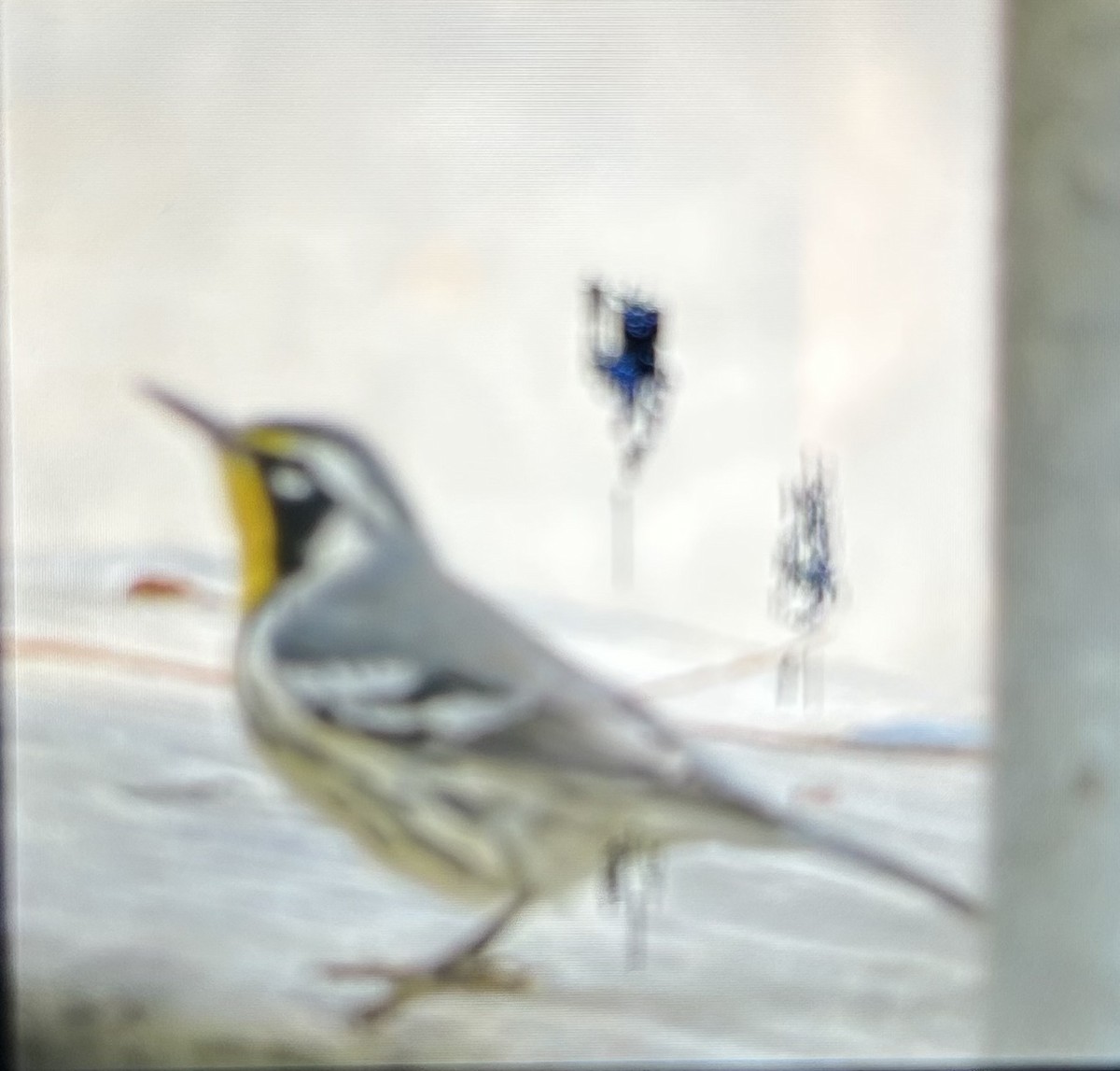 Yellow-throated Warbler - ML642835623