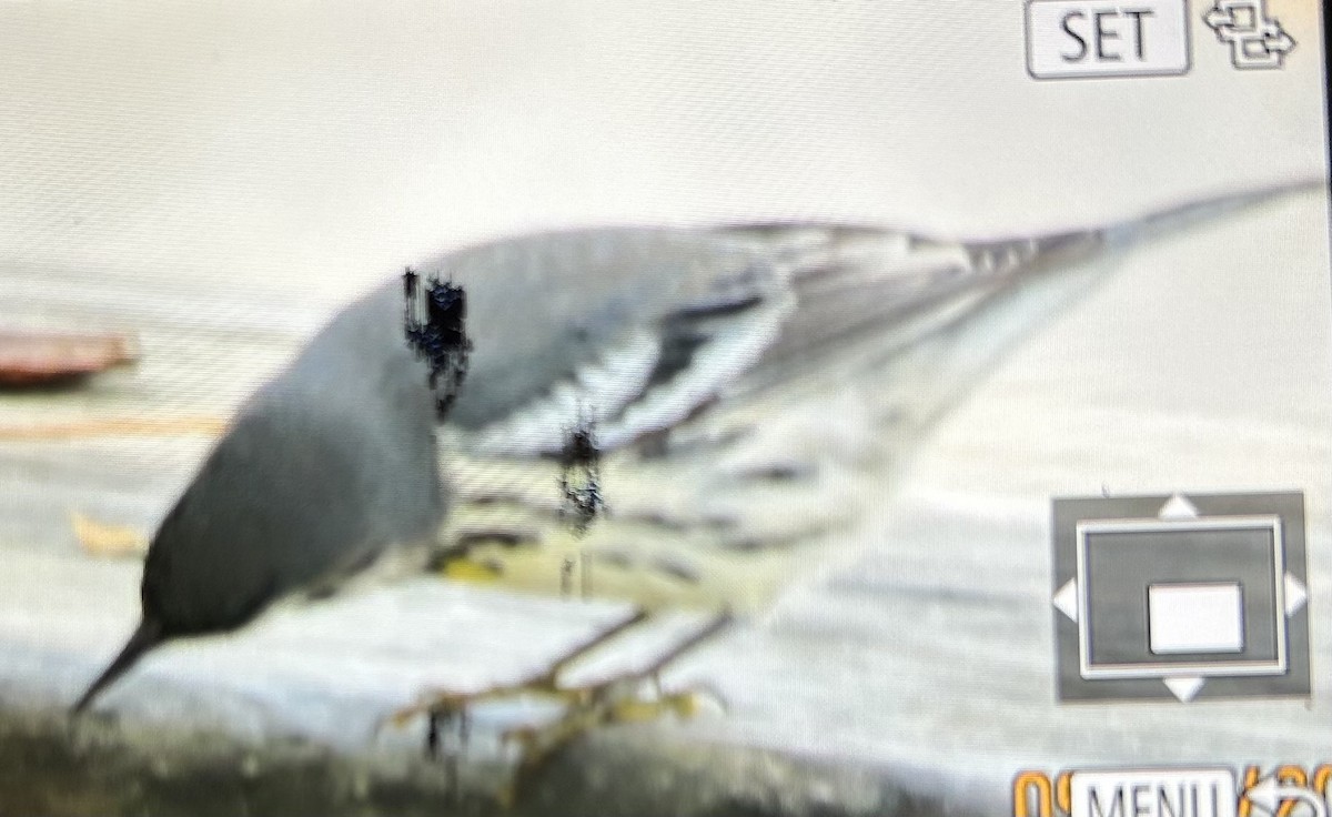 Yellow-throated Warbler - ML642835624