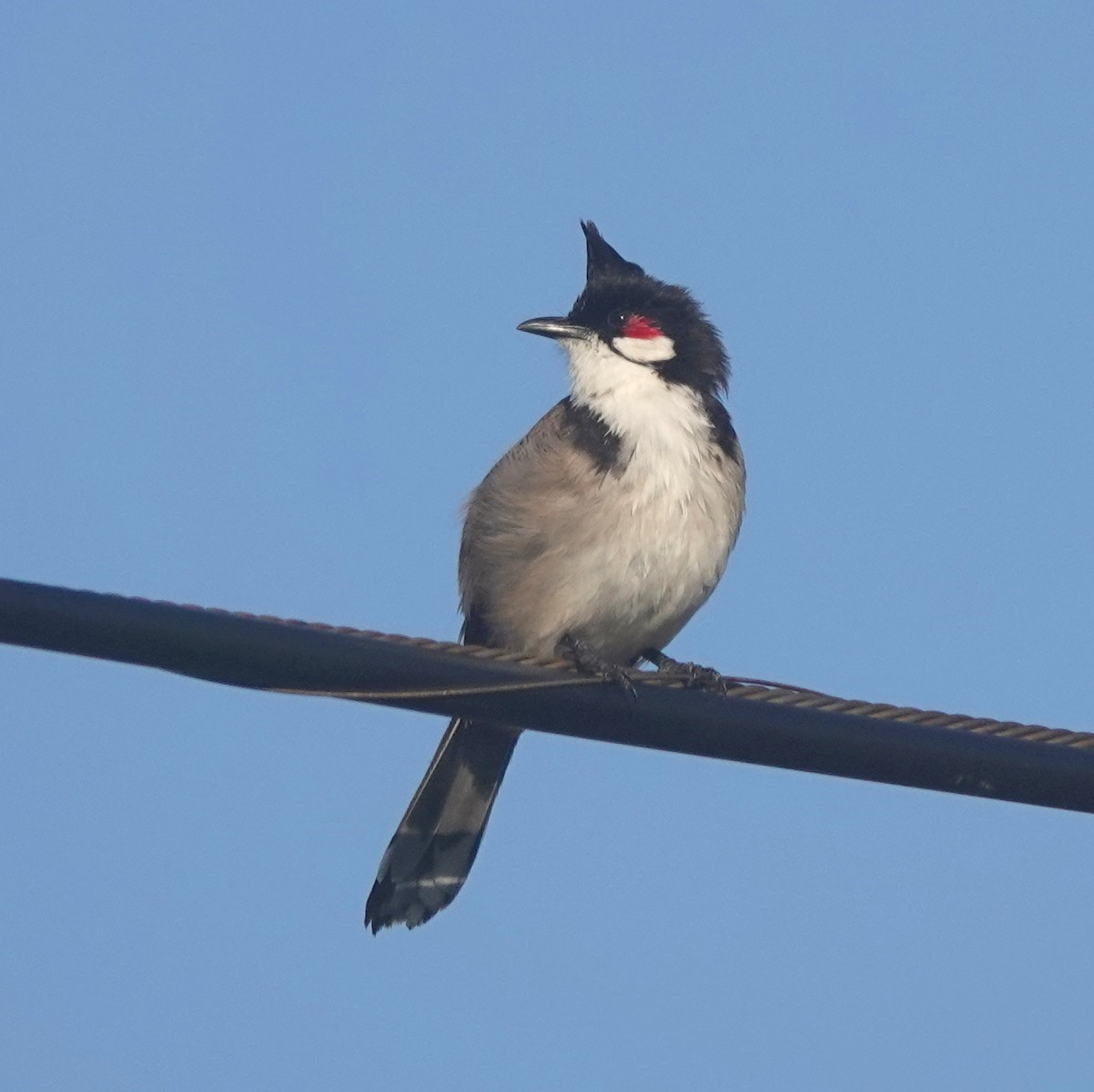 Red-whiskered Bulbul - ML642835625