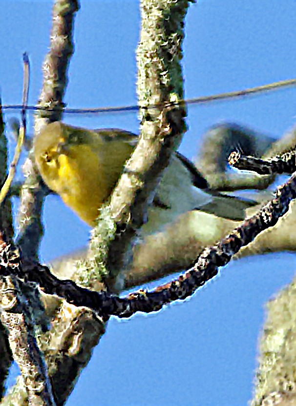 furuparula - ML642835637
