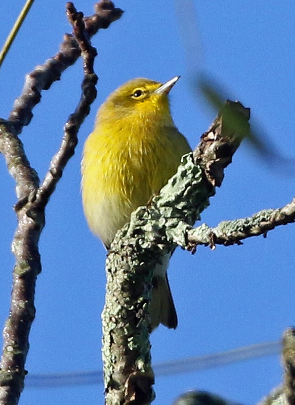 furuparula - ML642835638