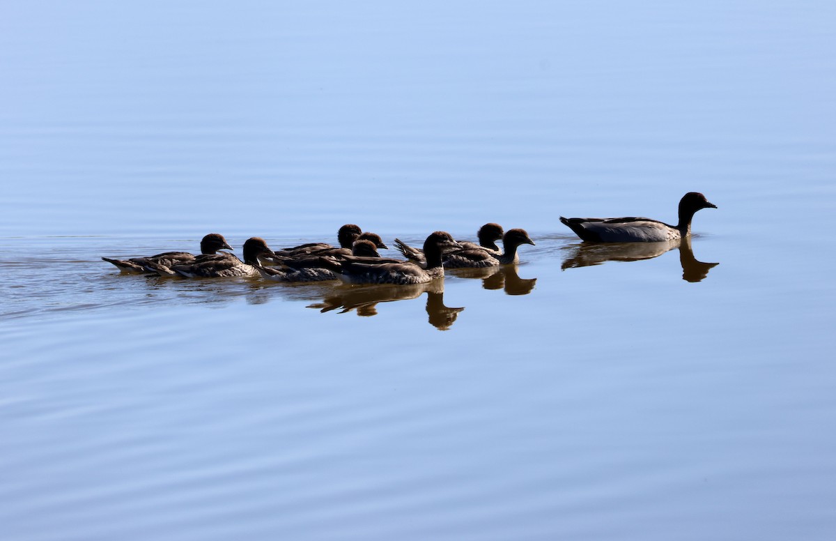 Maned Duck - ML642835652