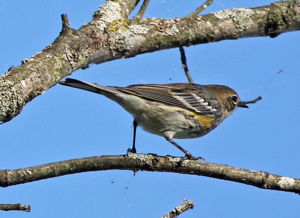 myrteparula - ML642835656