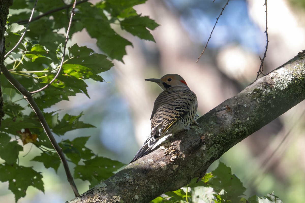 gullspett (auratus/luteus) - ML642835658