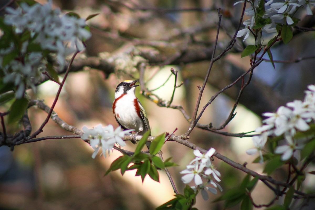 brunsideparula - ML642835660