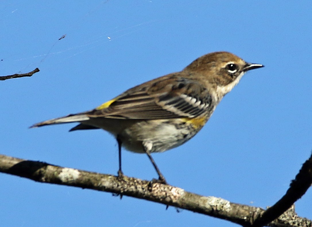 myrteparula - ML642835661
