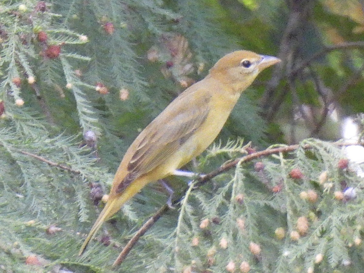 Summer Tanager - ML642835669