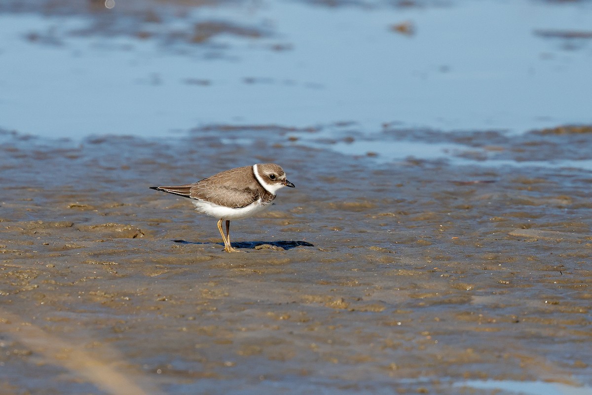 Semipalmated Plover - ML642835671