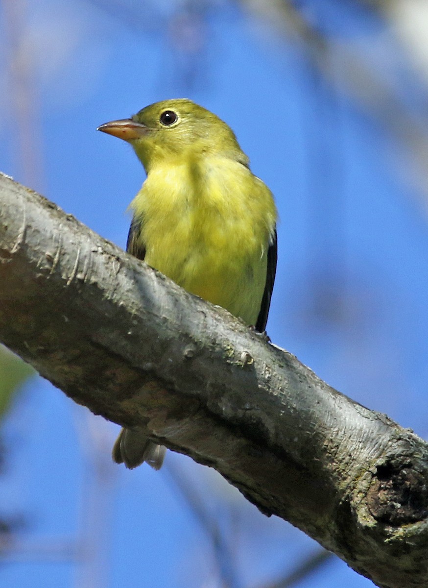Scarlet Tanager - ML642835676