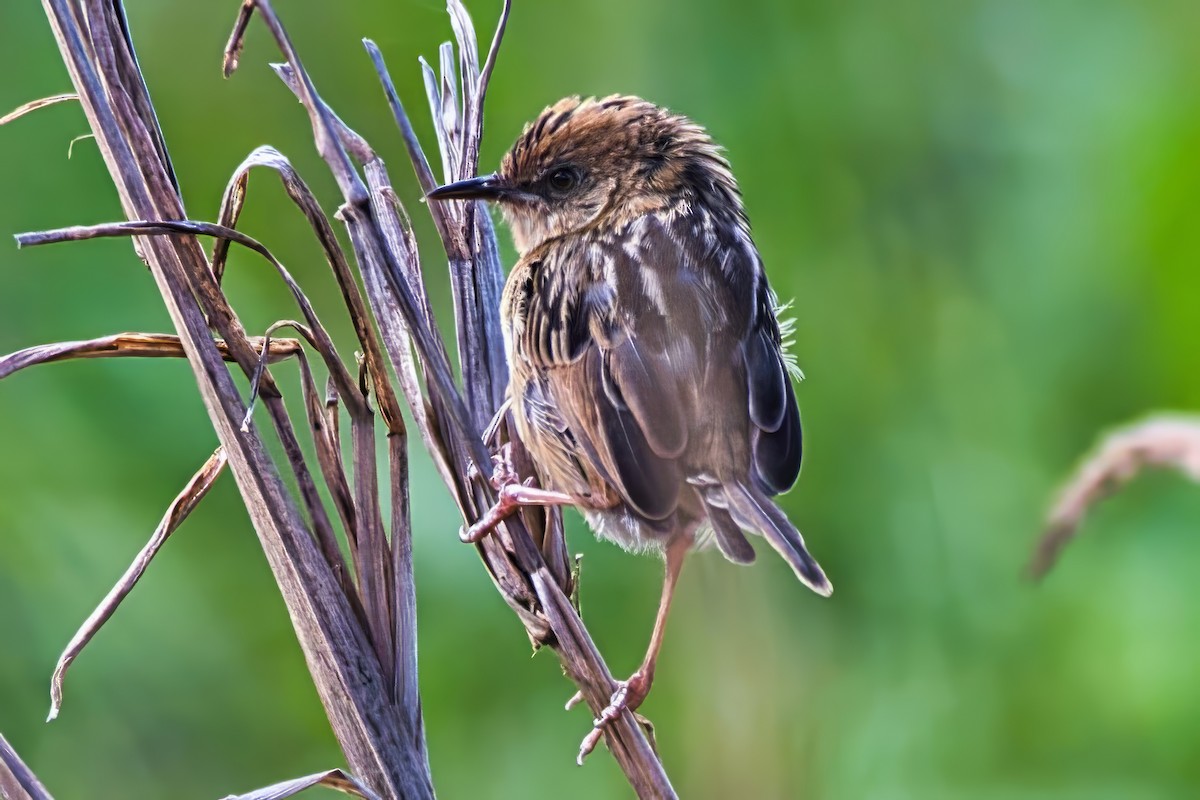 Golden-headed Cisticola - ML642835677