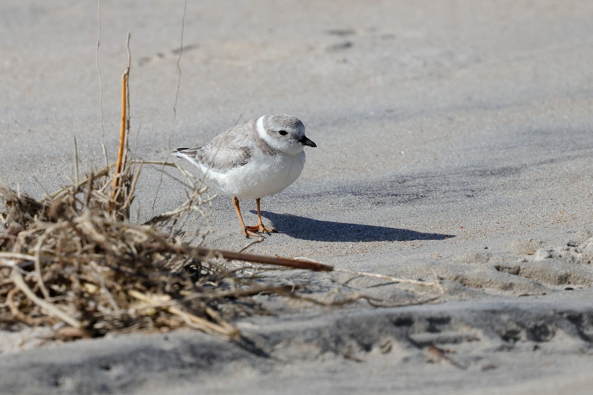 Piping Plover - ML642835678