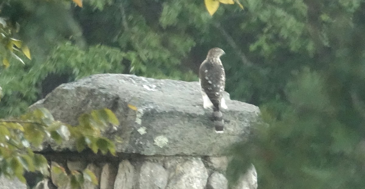 Sharp-shinned/Cooper's Hawk - ML642835679